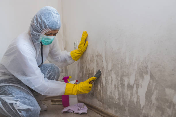 Trusted New Rockford, ND Mold Removal Experts